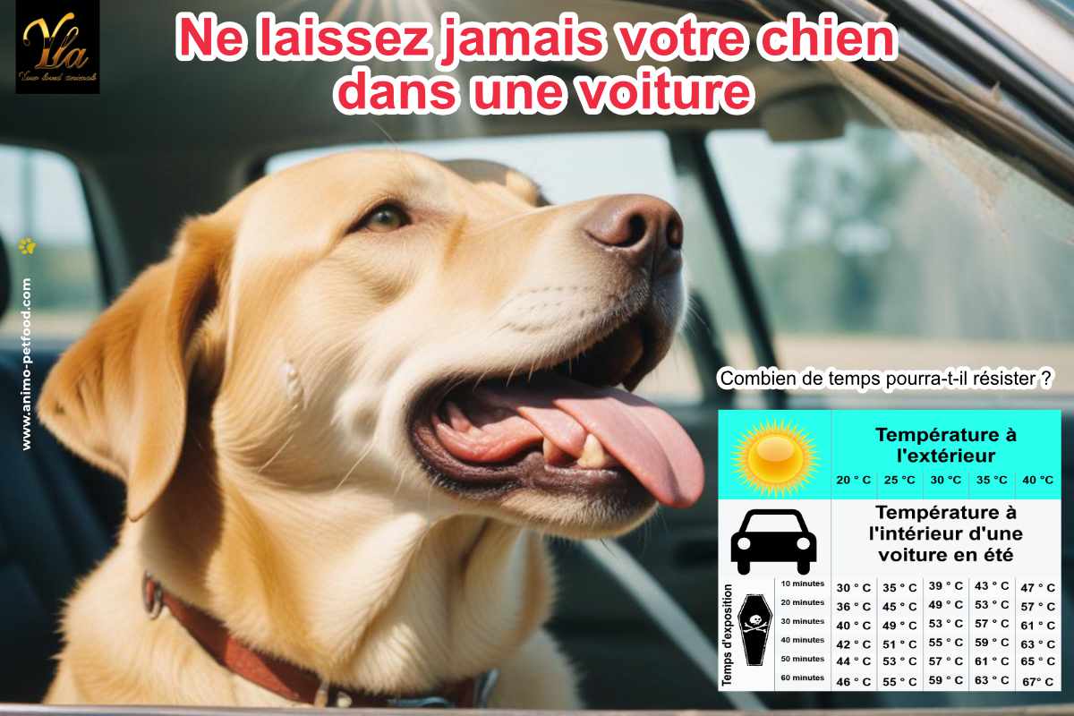 Ne laissez jamais votre chien dans une voiture : découvrez combien de temps il pourra résister avant que la chaleur ne devienne dangereuse